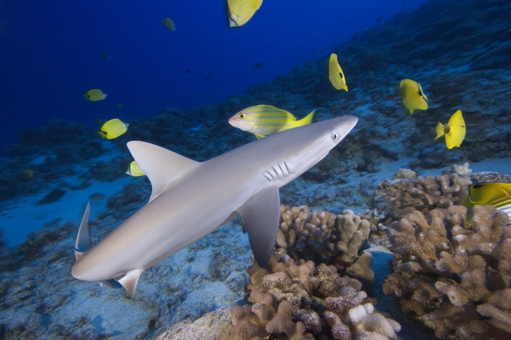 Hawaii Grey Reef Shark (Carcharhinus Amblyrhynchos) Surrounded By Bright Yellow Fish At The Ocean Floor Canvas Art - Dave Fleetham Design Pics (17 x 11)