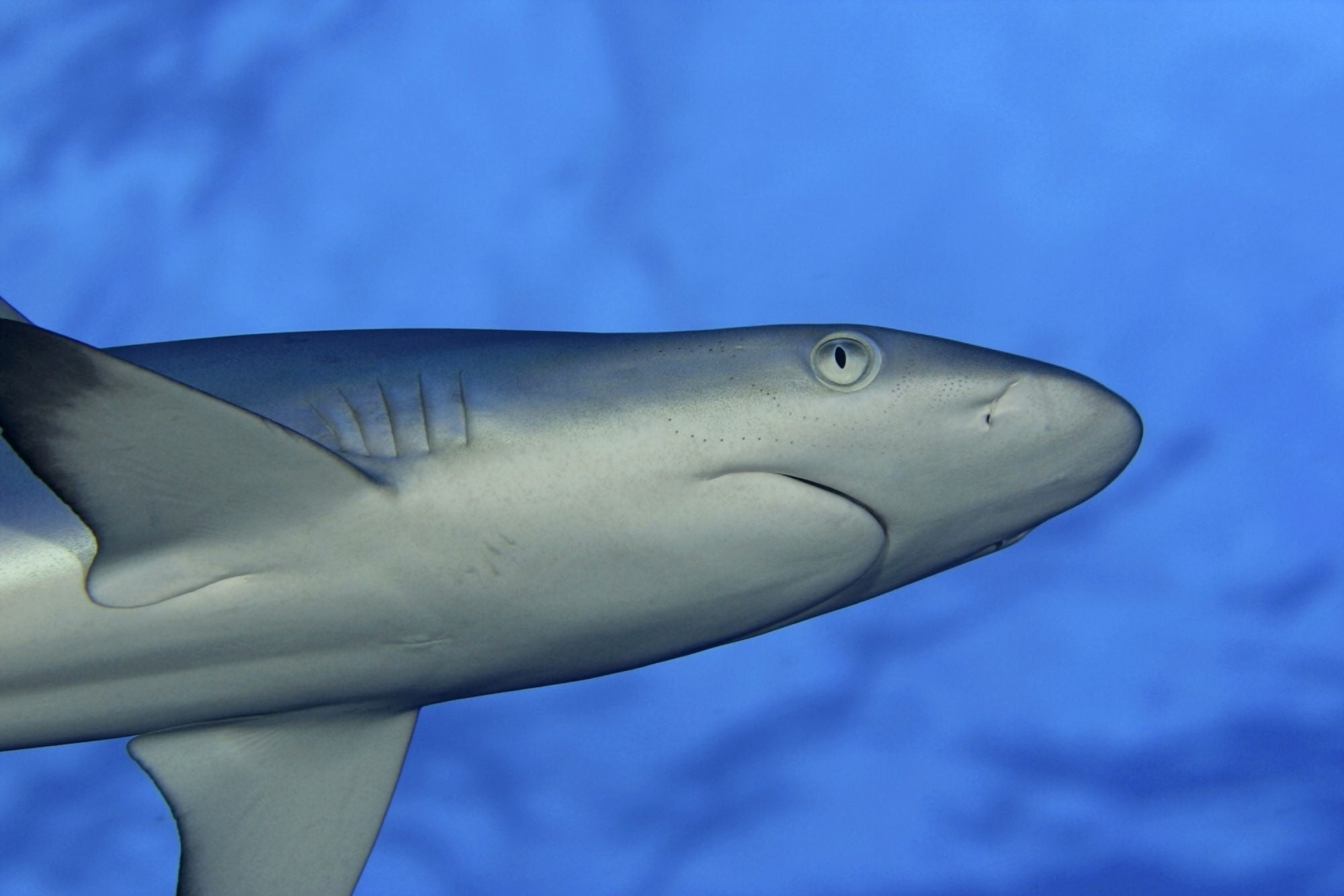 Hawaii Grey Reef Shark (Carcharinus Amblyrhnchos) Viewed From Below Canvas Art - Dave Fleetham Design Pics (18 x 12)