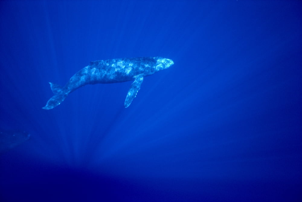 Hawaii Humpback Whale (Megaptera Novaeangliae) Calf Underwater With Sunlight Reflections Blue Background Canvas Art - Ed Robinson Design Pics (19 x 12)