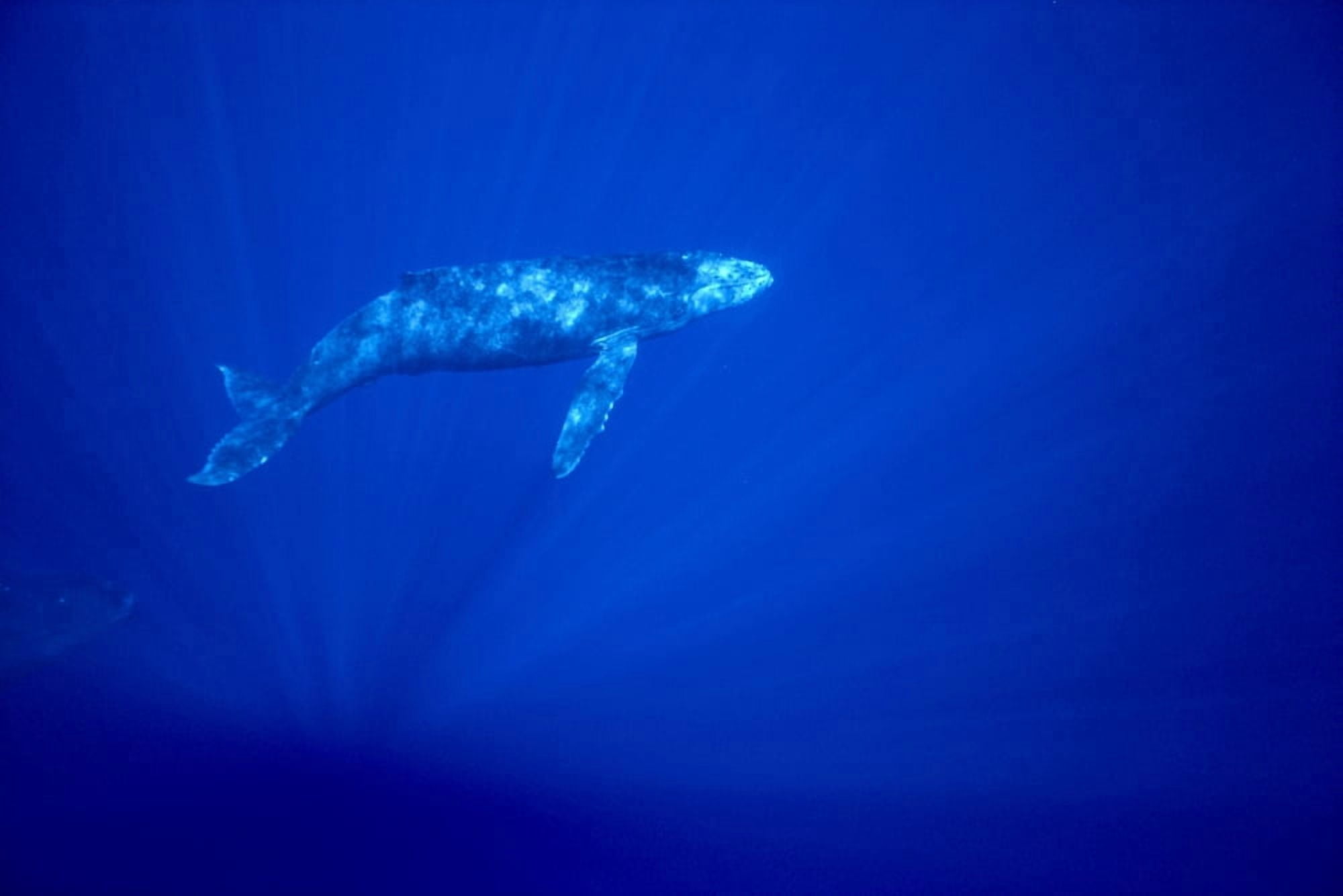 Hawaii Humpback Whale (Megaptera Novaeangliae) Calf Underwater With Sunlight Reflections Blue Background Canvas Art - Ed Robinson Design Pics (38 x 24)