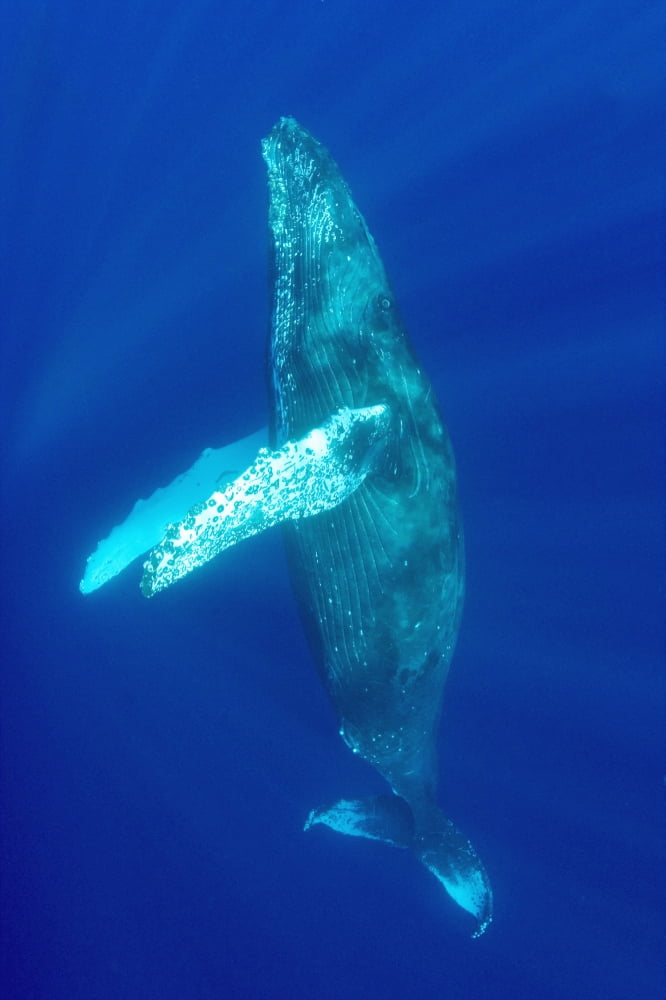 Hawaii Humpback Whale (Megaptera Novaeangliae) Swimming In Deep Blue Ocean Canvas Art - Dave Fleetham Design Pics (24 x 36)