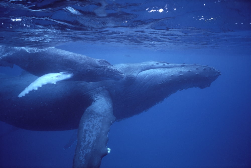 Hawaii Humpback Whales (Megaptera Novaeangliae) Mother And Calf Underwater Near Surface A94G Canvas Art - Ed Robinson Design Pics (19 x 12)