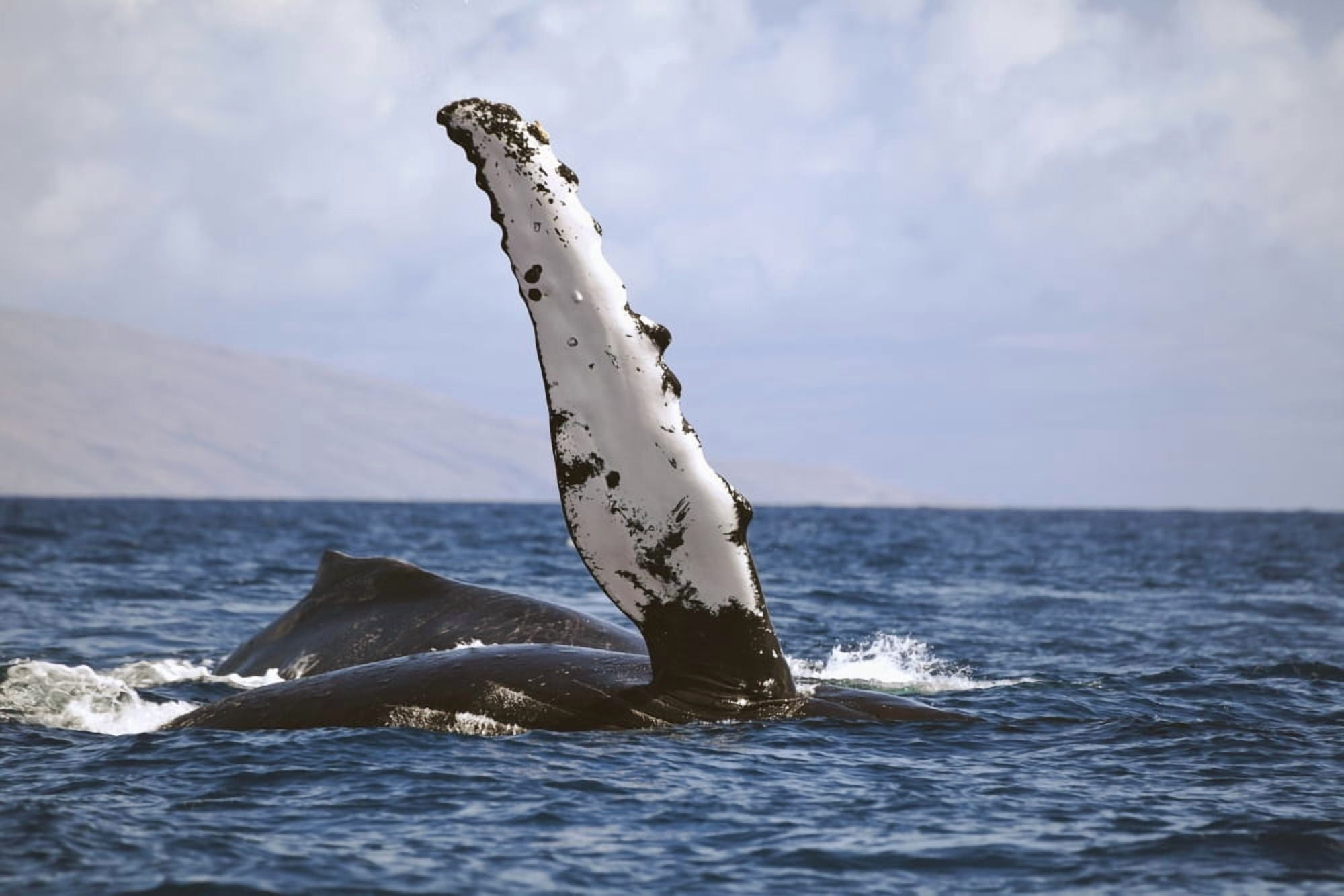 Hawaii Humpback whale (Megaptera novaeangilae) raises its pectoral fin above the surface Canvas Art - Dave Fleetham Design Pics (19 x 12)