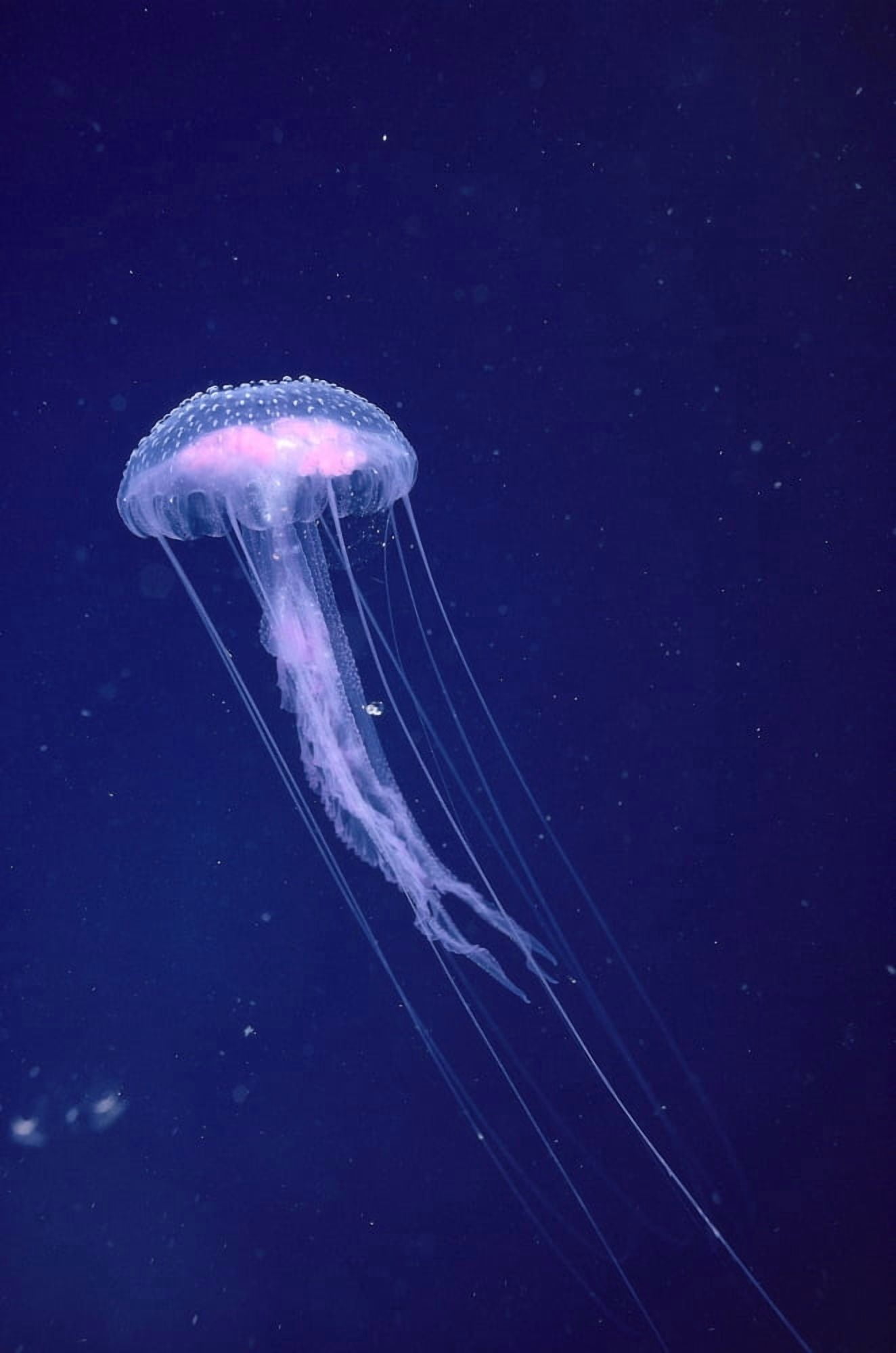 Hawaii Jellyfish With Long Tentacles In Blue Sparkling Ocean A88E Canvas Art - Dave Fleetham Design Pics (12 x 19)