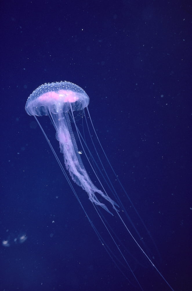 Hawaii Jellyfish With Long Tentacles In Blue Sparkling Ocean A88E Canvas Art - Dave Fleetham Design Pics (24 x 38)