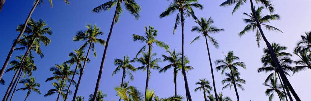 Hawaii Kauai Coconut Grove At Wailua Panoramic Canvas Art - Carl Shaneff Design Pics (36 x 12)