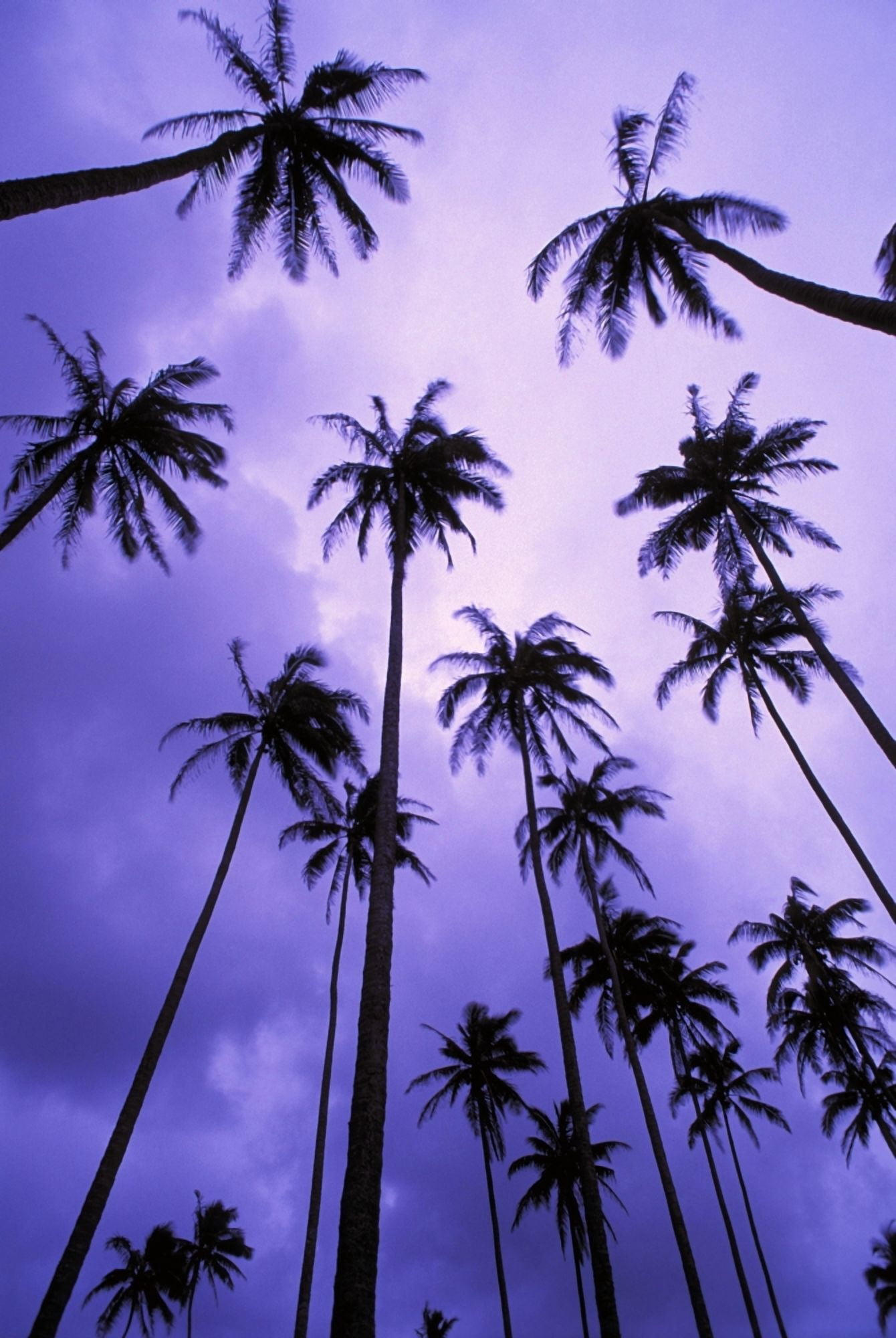 Hawaii Kauai Coconut Palm Trees Silhouetted At Dawn Against Purple Sky Canvas Art - Greg Vaughn Design Pics (11 x 17)