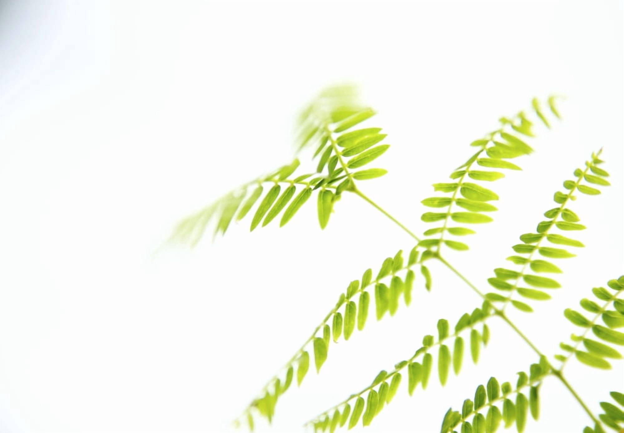 Hawaii Kauai Green Royal Poinciana Tree Leaves With White Studio Background Canvas Art - Kicka Witte  Design Pics (18 x 12)