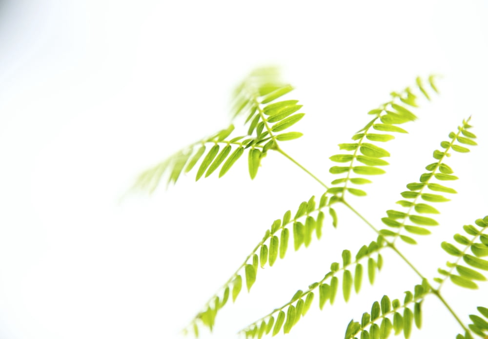 Hawaii Kauai Green Royal Poinciana Tree Leaves With White Studio Background Canvas Art - Kicka Witte  Design Pics (36 x 24)