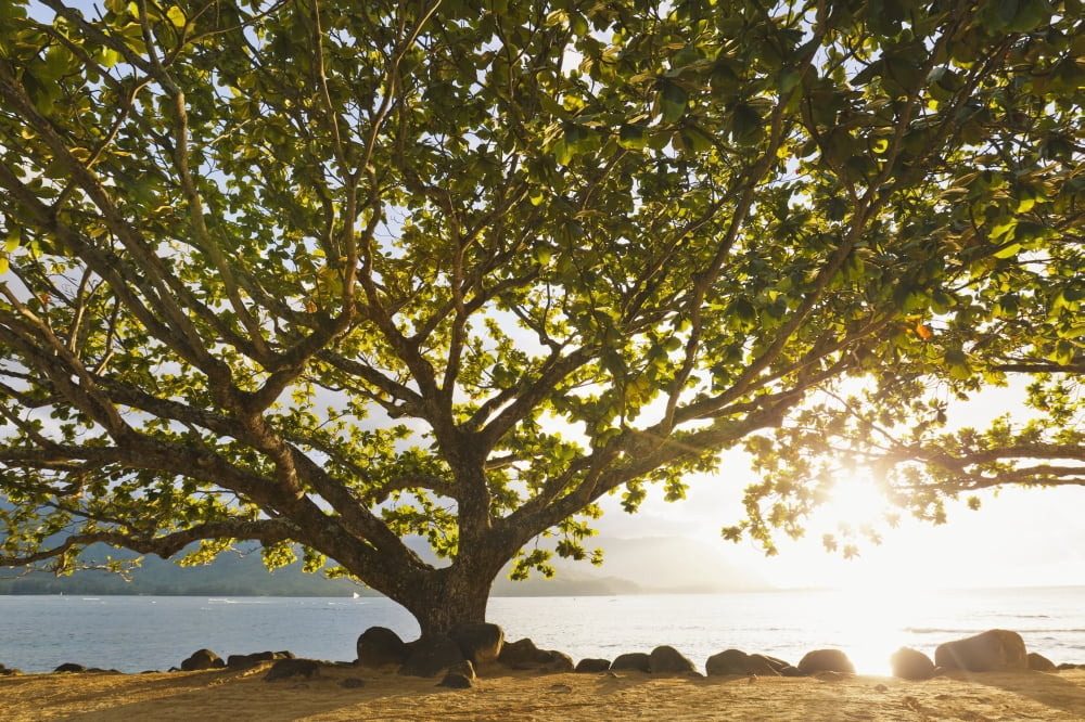 Hawaii Kauai Hanalei Bay Large tree on beach Sun shining Canvas Art - MakenaStockMedia Design Pics (38 x 24)