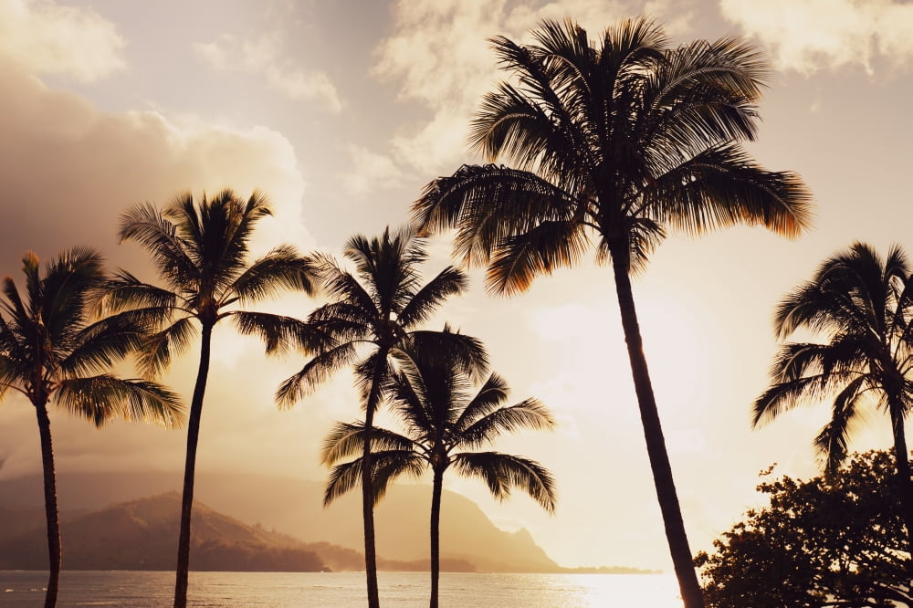 Hawaii Kauai Hanalei Bay Palm trees at sunset Canvas Art - MakenaStockMedia Design Pics (38 x 24)
