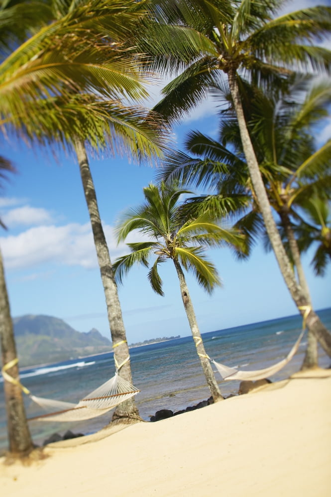Hawaii Kauai Hanalei Bay Princeville Two Hammocks Hang Between Palm Trees On Sandy Tropical Beach Canvas Art - Kyle Rothenborg  Design Pics (12 x 19)