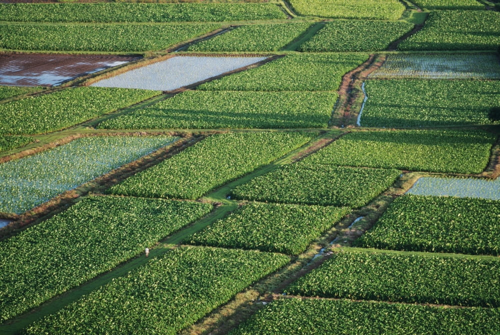 Hawaii Kauai Hanalei Overview Of Fields In Valley Canvas Art - Dana Edmunds Design Pics (19 x 12)