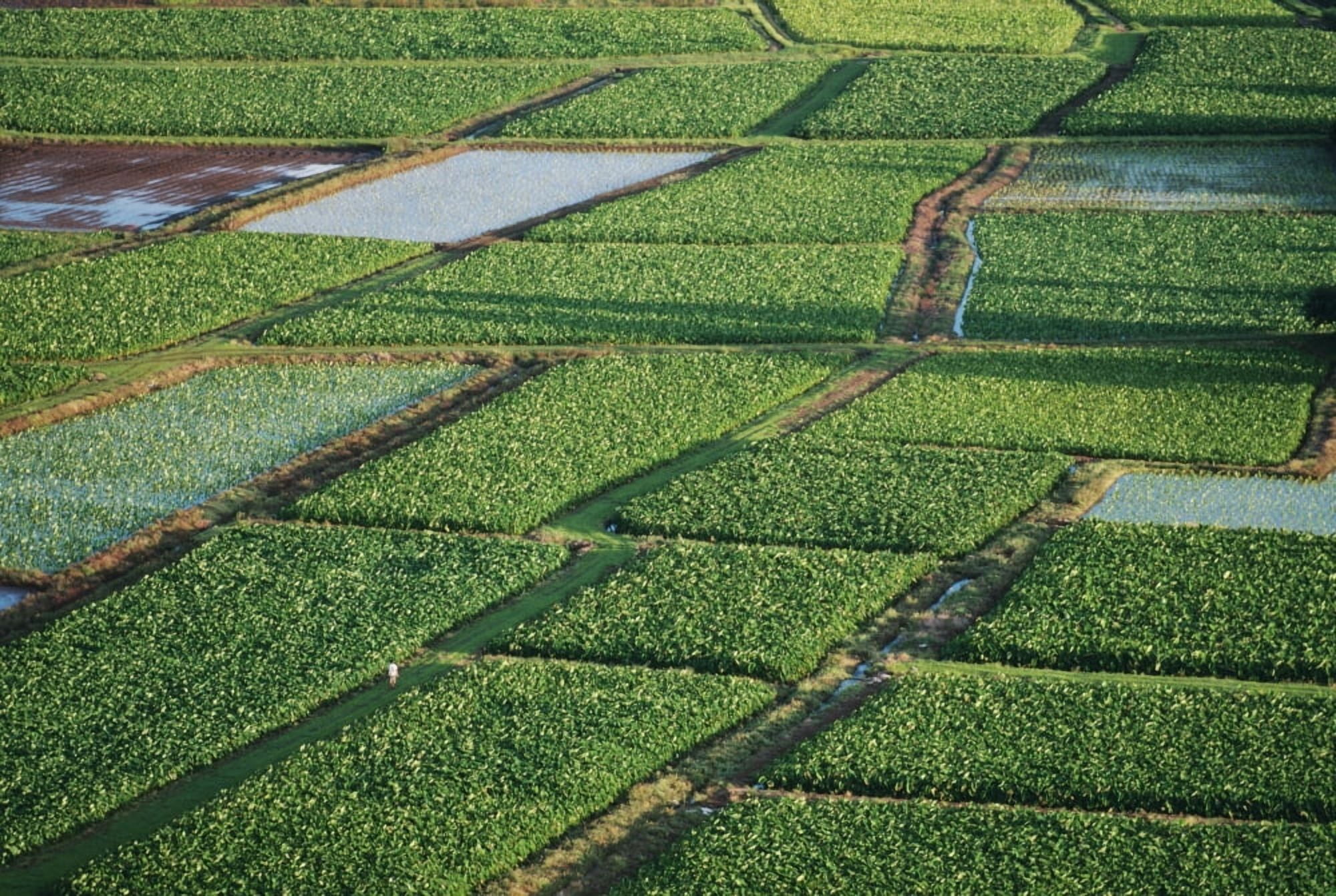 Hawaii Kauai Hanalei Overview Of Fields In Valley Canvas Art - Dana Edmunds  Design Pics (38 x 24)
