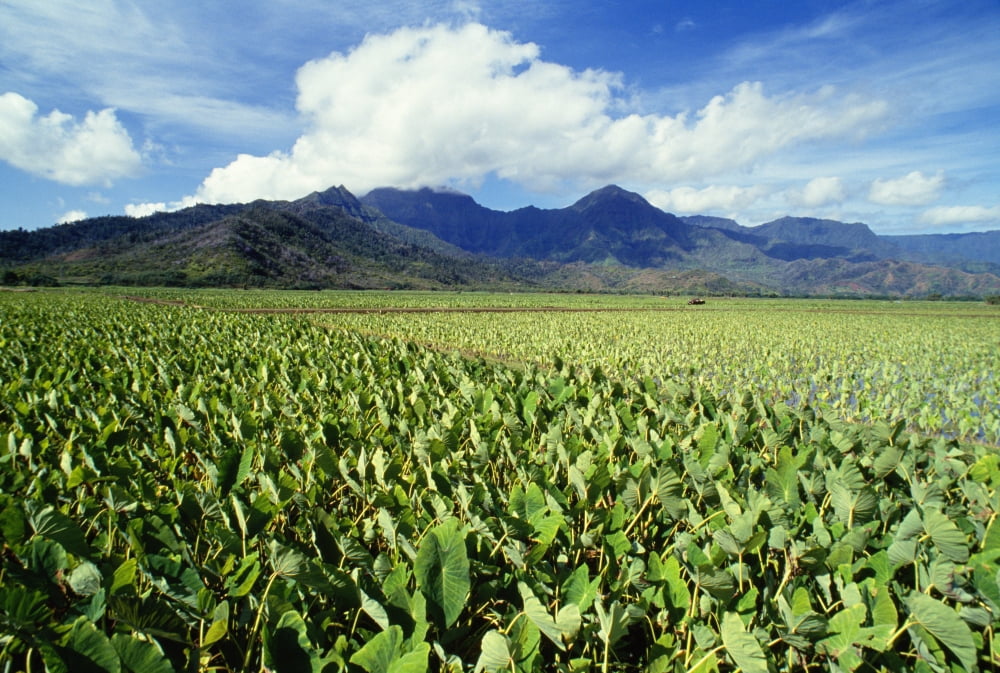 Hawaii Kauai Hanalei Valley Close-Up Wet Taro Farm Canvas Art - Chris Abraham Design Pics (19 x 12)