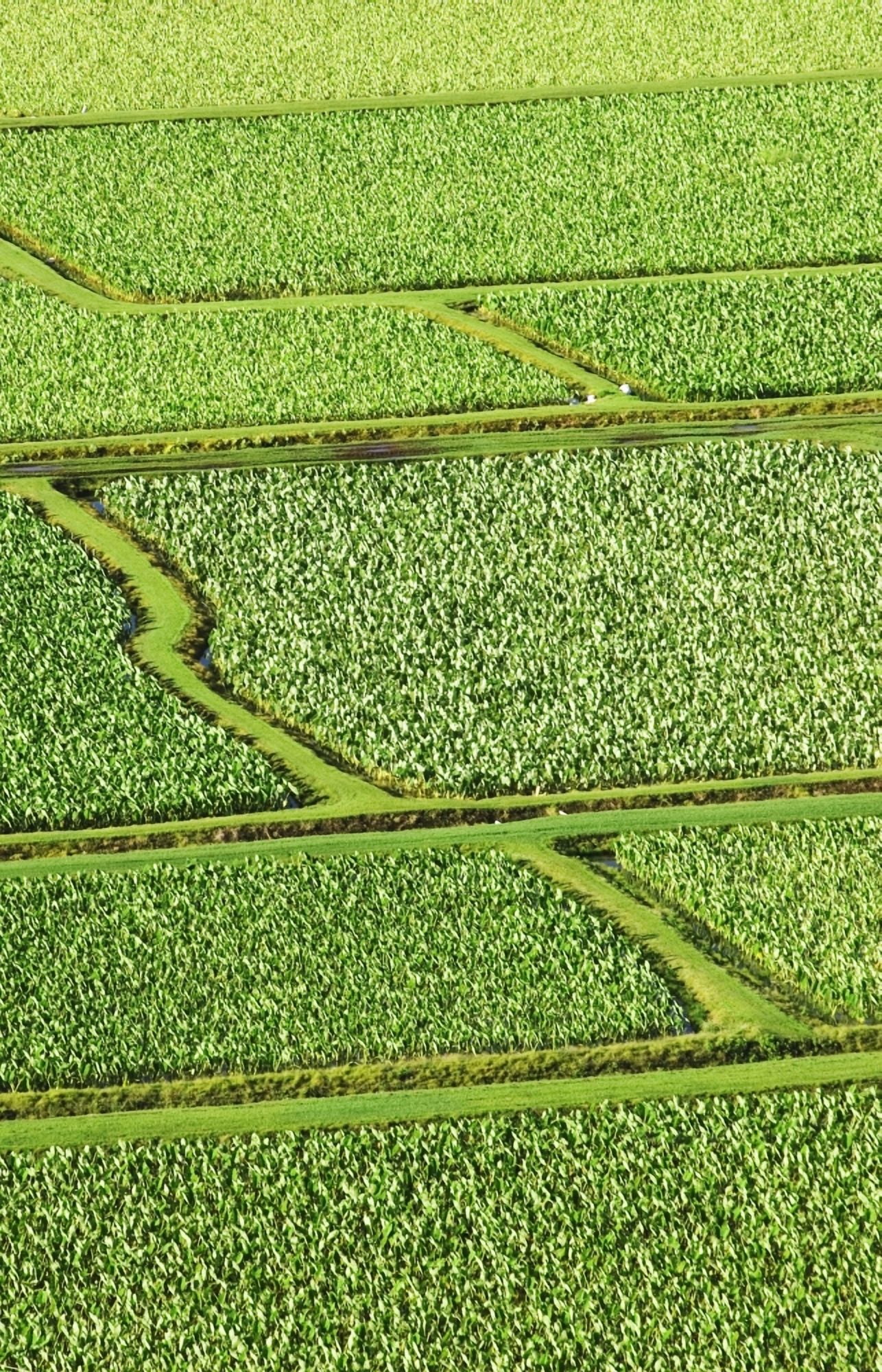 Hawaii Kauai Hanalei Valley Taro Fields Canvas Art - Greg Vaughn Design Pics (11 x 17)