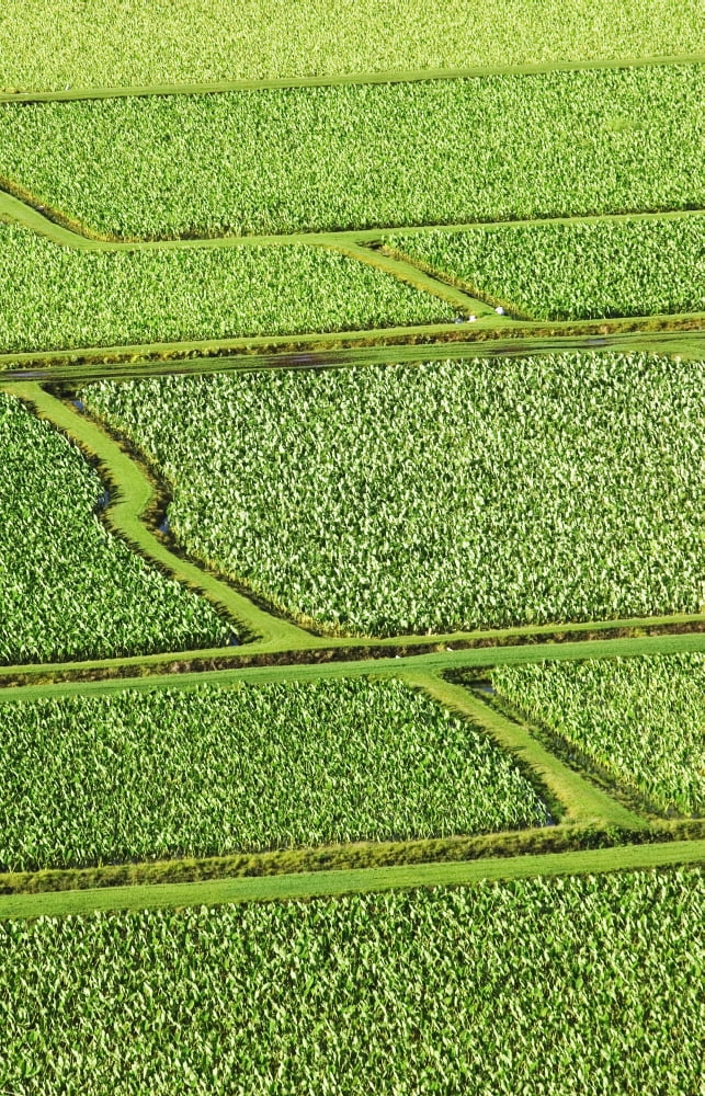 Hawaii Kauai Hanalei Valley Taro Fields Canvas Art - Greg Vaughn Design Pics (22 x 34)