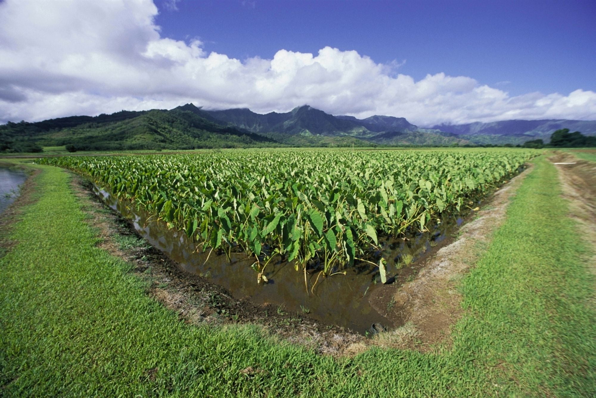 Hawaii Kauai Hanalei Valley Taro Fields With Mountains Background Blue Sky And Clouds Canvas Art - Ron Dahlquist Design Pics (19 x 12)