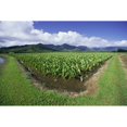 thumbnail image 1 of Hawaii Kauai Hanalei Valley Taro Fields With Mountains Background Blue Sky And Clouds Poster Print, 1 of 3