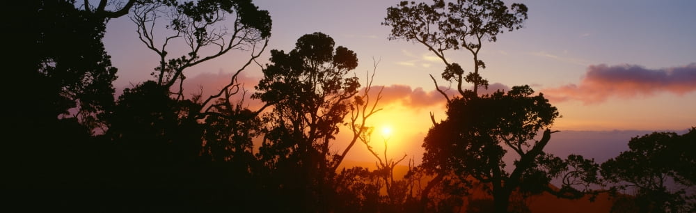 Hawaii Kauai Kalalau Valley Lehua Trees Silhouetted At Sunset Pink Orange Clouds Golden Sunball Canvas Art - Carl Shaneff Design Pics (36 x 11)