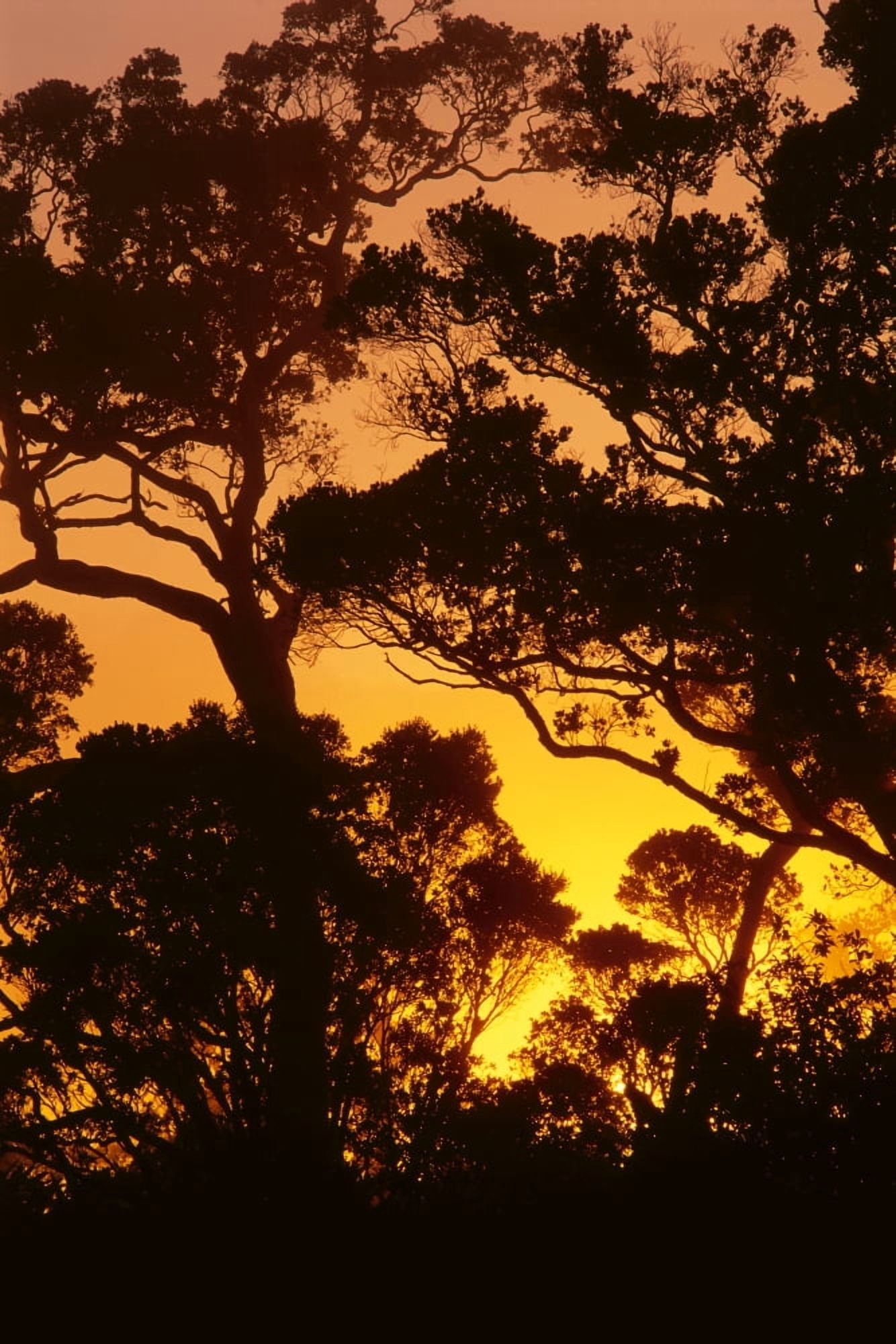 Hawaii Kauai Kokee State Park Ohia Trees Silhouetted At Sunset With Pale Orange Yellow Sky Canvas Art - Greg Vaughn Design Pics (12 x 19)