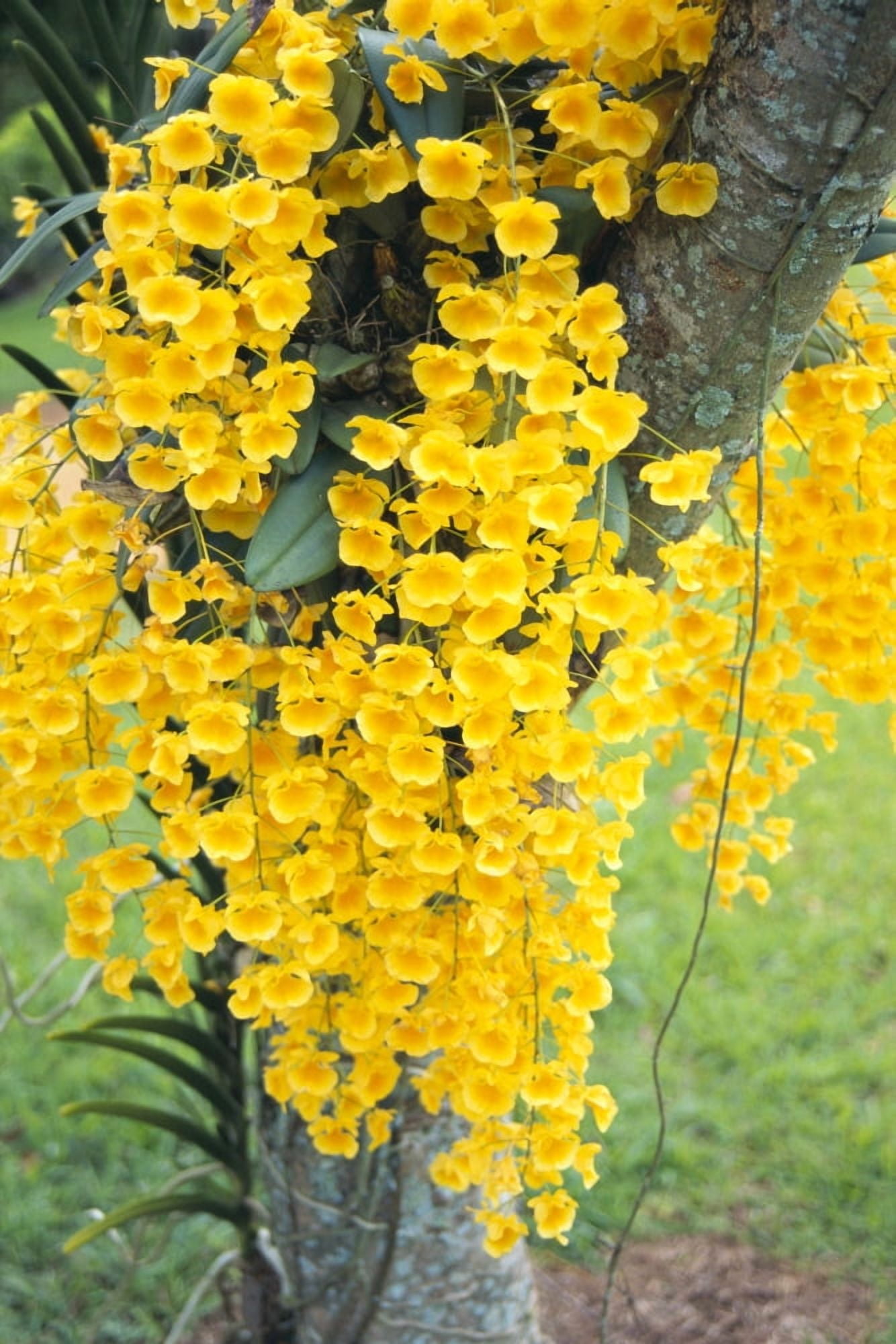 Hawaii Kauai Lawai V Mable Mae Kamahele Yellow Orchids Draping Down From Tree Canvas Art - Rita Ariyoshi Design Pics (24 x 38)