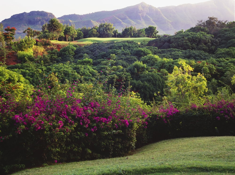 Hawaii Kauai Lihue Kauai Lagoons Golf Course Kiele Course Flowers And Vegetation Line The Green Canvas Art - Carl Shaneff  Design Pics (32 x 24)