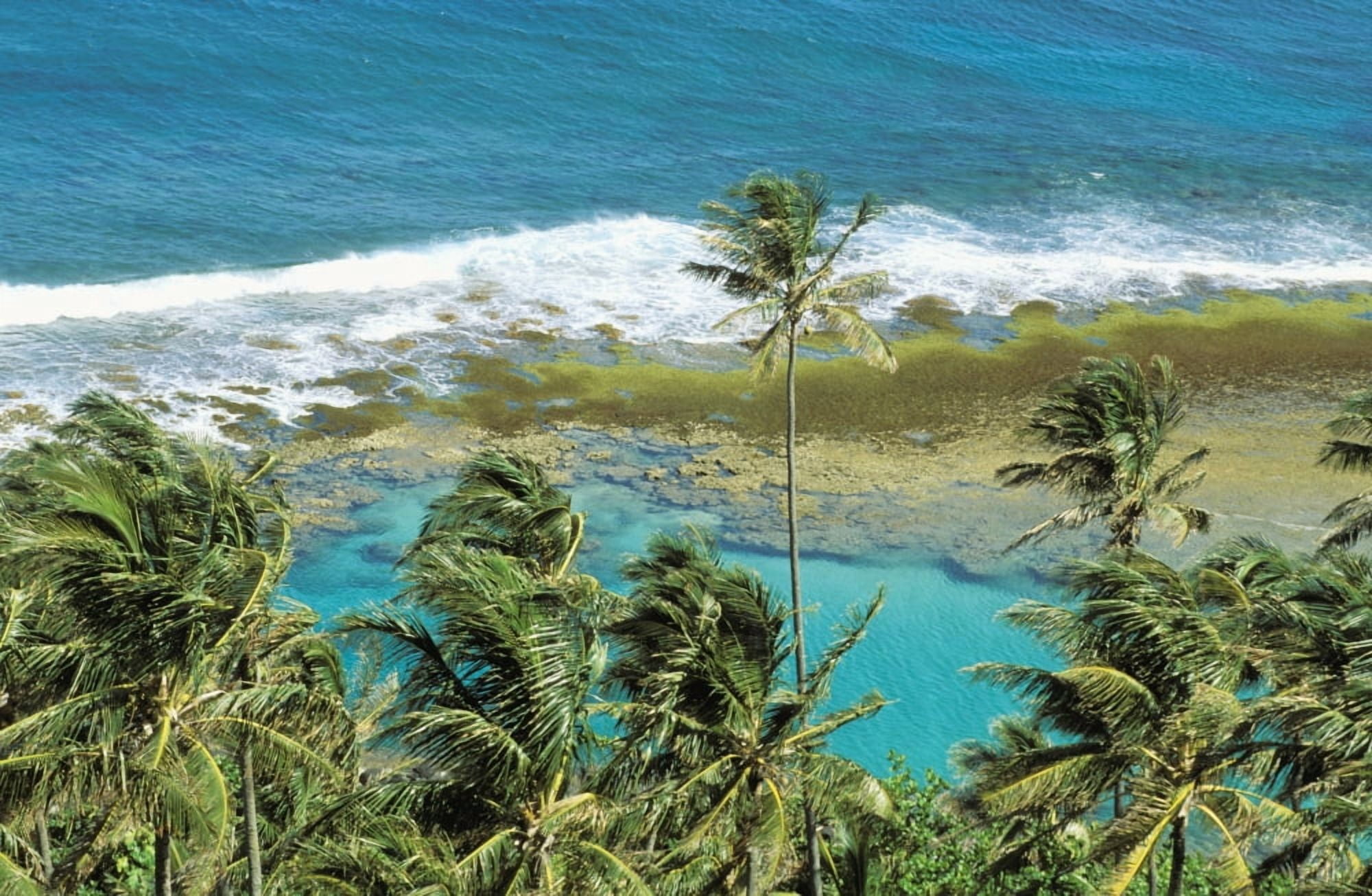 Hawaii Kauai Napali Coast Palm Trees Ocean With Breaking Waves Coral Reef Turquoise Water Canvas Art - Bill Schildge Design Pics (17 x 11)