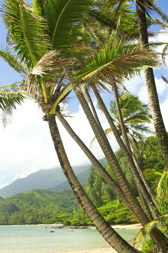Hawaii Kauai North Shore Coconut Palm Trees Along Coastline Canvas Art - Kicka Witte Design Pics (11 x 17)