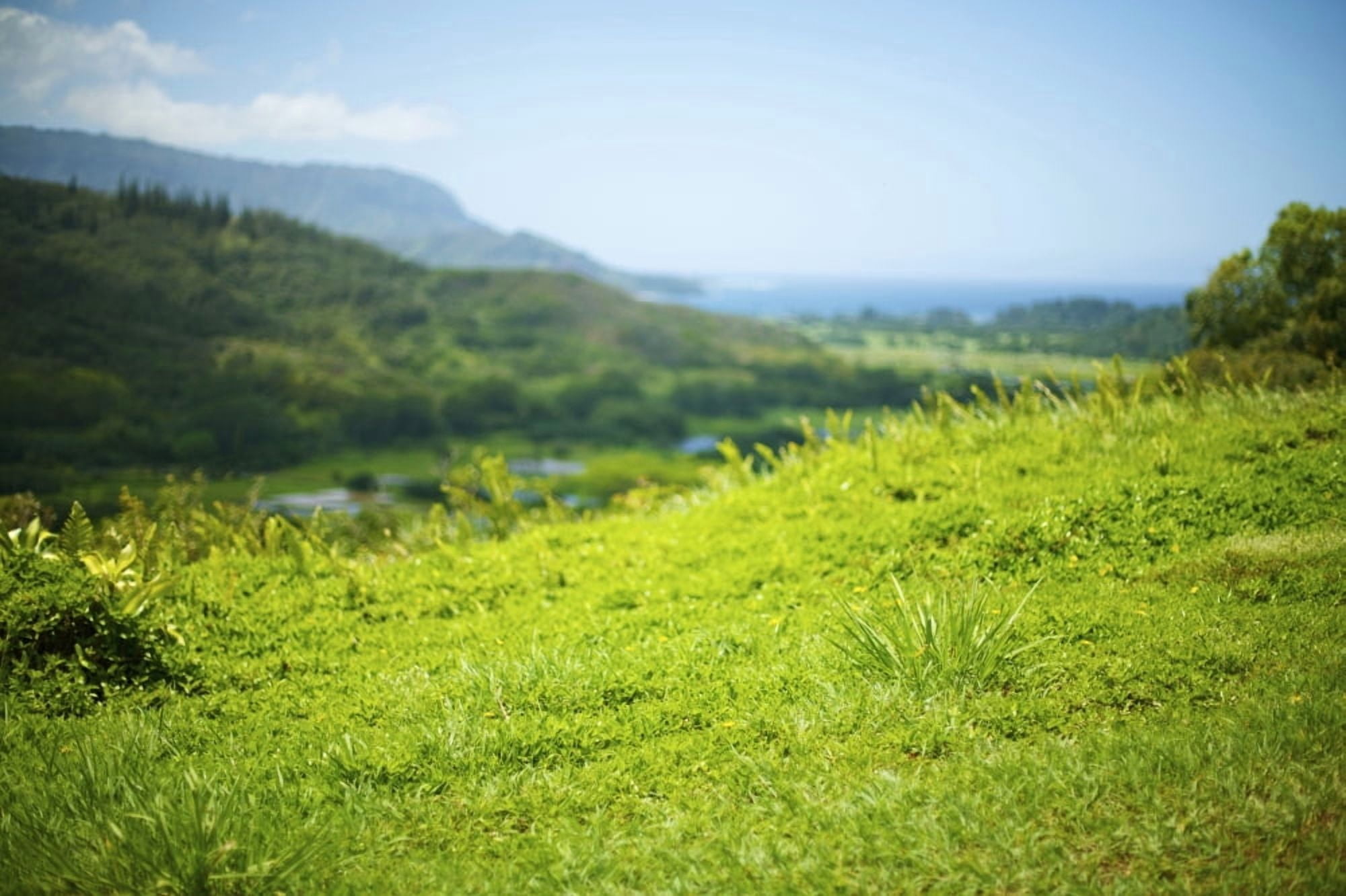 Hawaii Kauai North Shore Hanalei Grassy Hillside Selective Focus On Grass Canvas Art - Kicka Witte Design Pics (34 x 22)