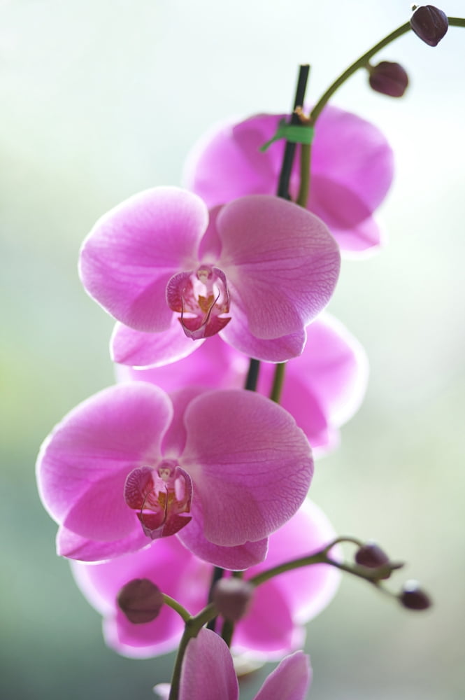 Hawaii Kauai Pink Orchids On Studio Background Canvas Art - Kicka Witte Design Pics (22 x 34)