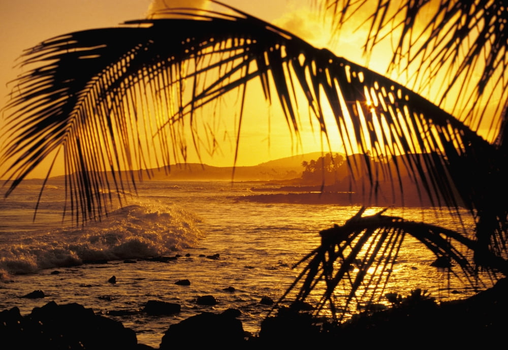Hawaii Kauai Poipu Tropical Sunset With Palm Fronds Canvas Art - Joe Carini Design Pics (34 x 22)