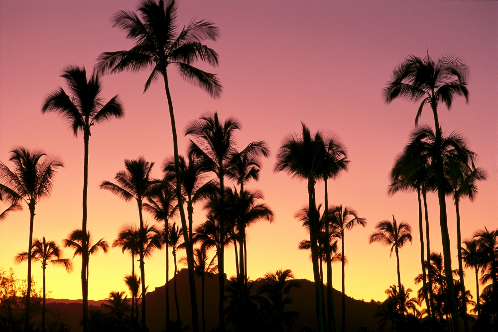 Hawaii Kauai Sleeping Giant And Coconut Grove At Sunset Silhouetted A41D Canvas Art - Carl Shaneff Design Pics (19 x 12)