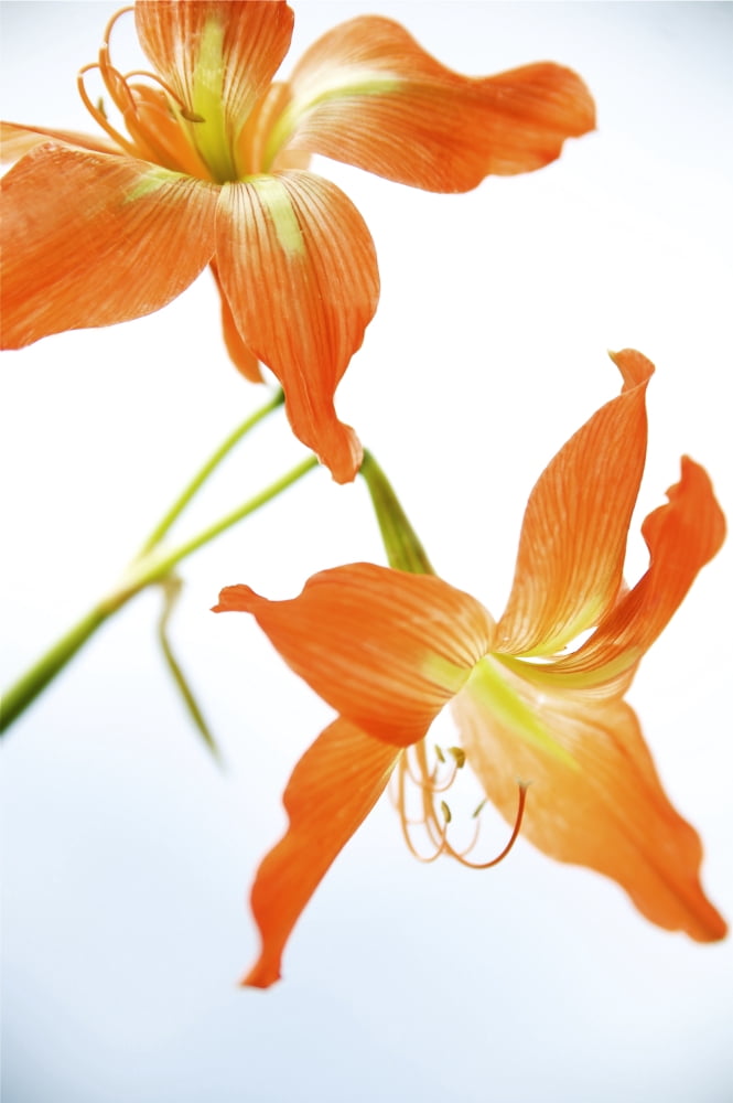 Hawaii Kauai Tiger Lily Canvas Art - Kicka Witte Design Pics (11 x 17)