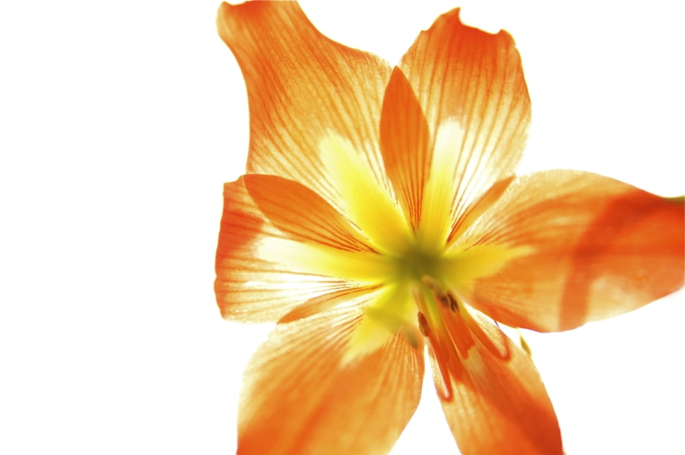 Hawaii Kauai Tiger Lily Canvas Art - Kicka Witte Design Pics (17 x 11)
