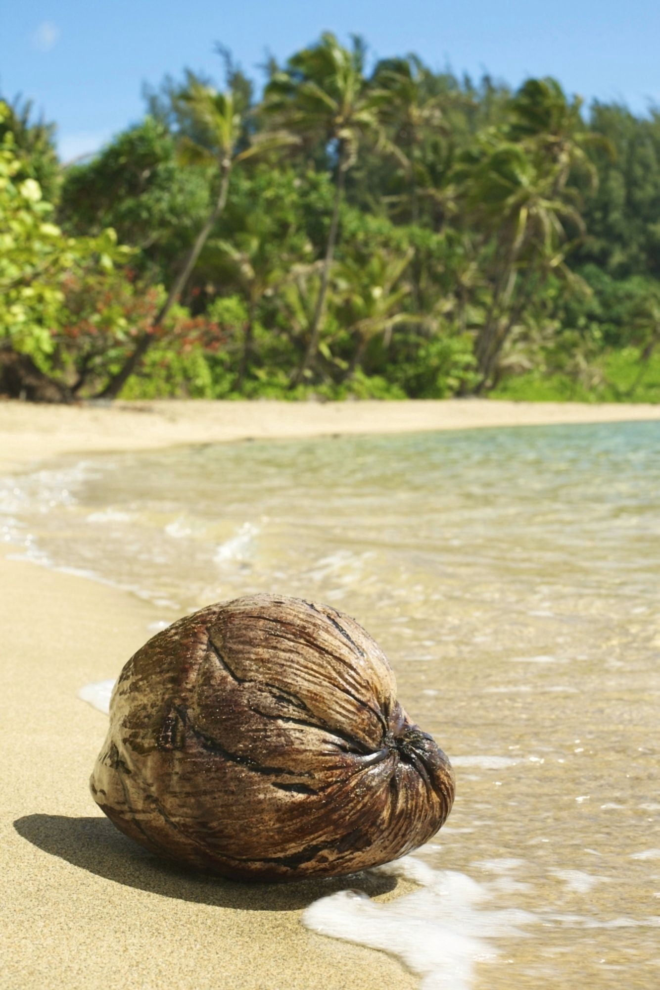 Hawaii Kauai Waikoko Close-Up Of Coconut On Sandy Beach Canvas Art - Kicka Witte Design Pics (22 x 34)