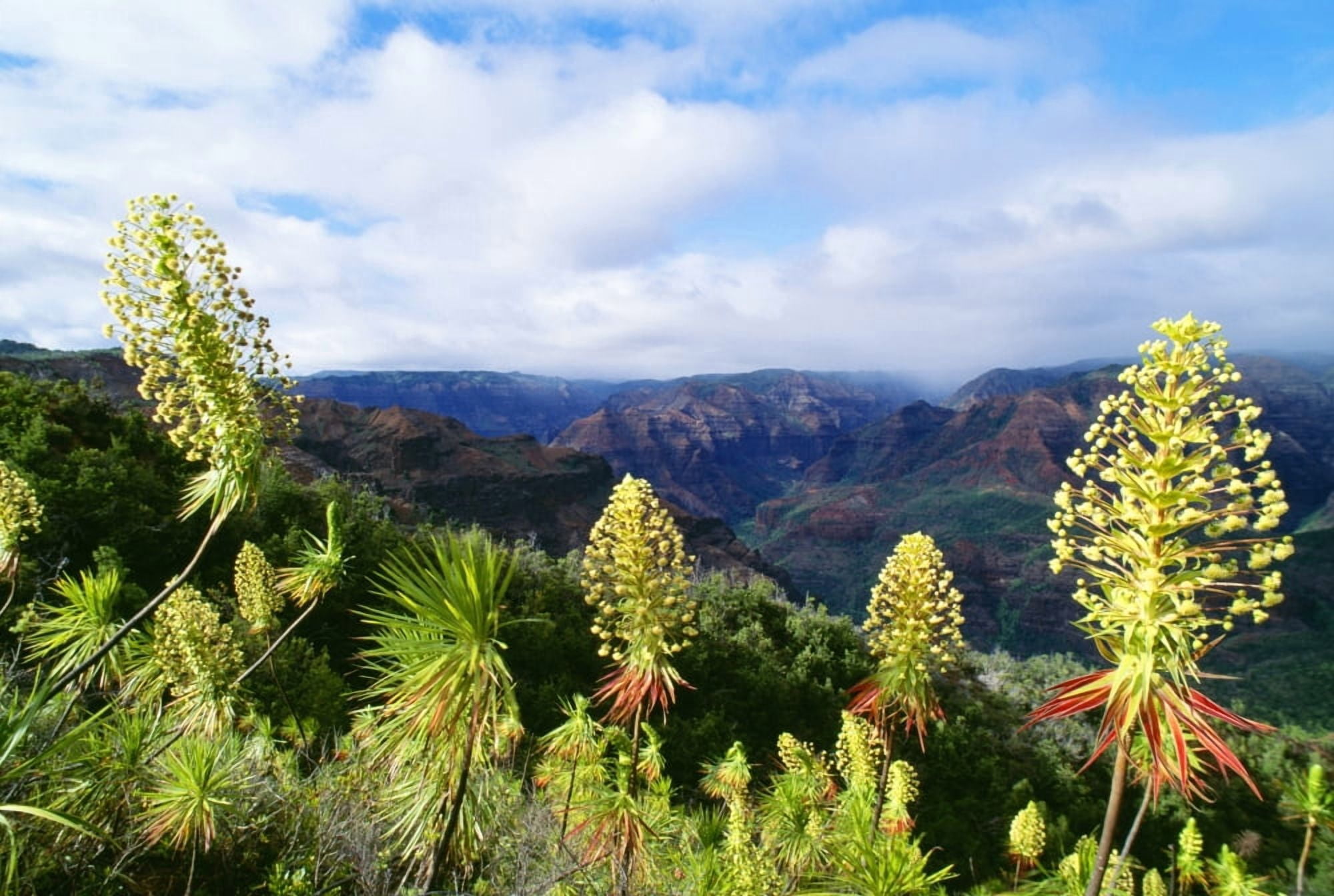 Hawaii Kauai Waimea Canyon Iliau Plant (Wilkesia Gymnoxiphium) Found Only On Kauai Canvas Art - Greg Vaughn Design Pics (19 x 12)