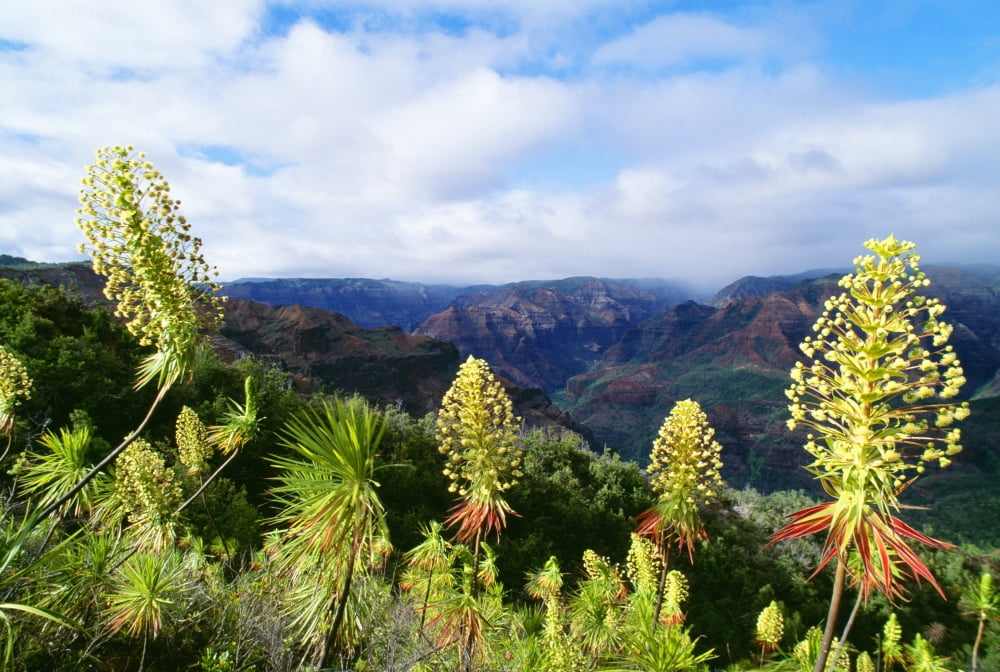 Hawaii Kauai Waimea Canyon Iliau Plant (Wilkesia Gymnoxiphium) Found Only On Kauai Canvas Art - Greg Vaughn Design Pics (38 x 24)