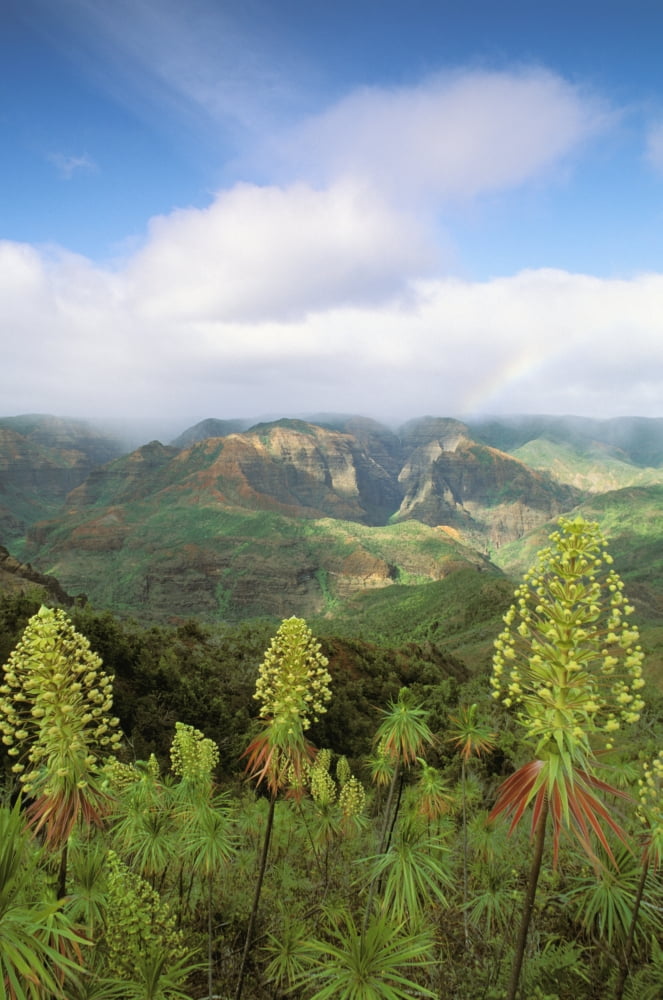 Hawaii Kauai Waimea Canyon Rare Iliau Plants (Wilkesia Gymnoxiphium) Found Only On Kauai Canvas Art - Greg Vaughn Design Pics (22 x 34)