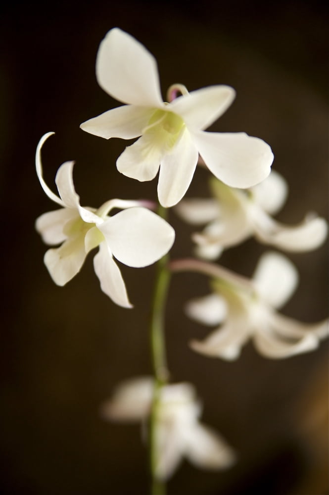 Hawaii Kauai White Orchid Canvas Art - Kicka Witte Design Pics (11 x 17)