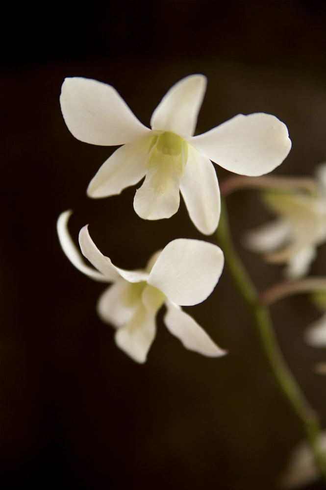 Hawaii Kauai White Orchid Canvas Art - Kicka Witte Design Pics (22 x 34)
