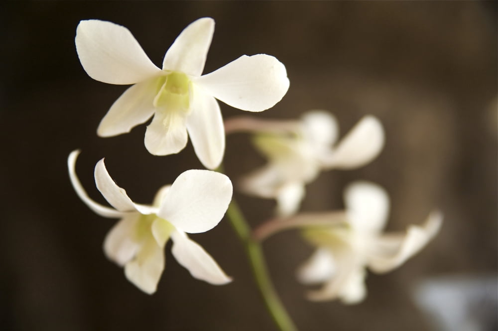 Hawaii Kauai White Orchid Canvas Art - Kicka Witte Design Pics (34 x 22)