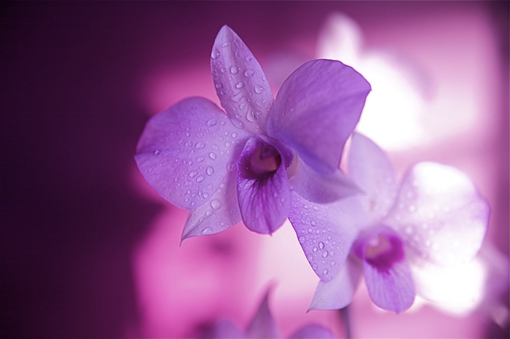 Hawaii Kauai White Orchid With Pink Lighting Canvas Art - Kicka Witte Design Pics (17 x 11)