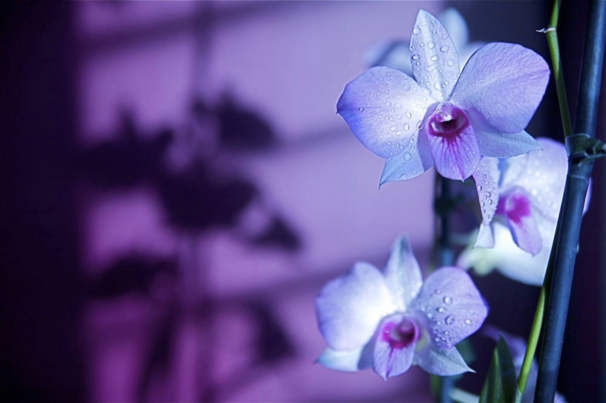 Hawaii Kauai White Orchid With Purple Lighting Canvas Art - Kicka Witte Design Pics (17 x 11)