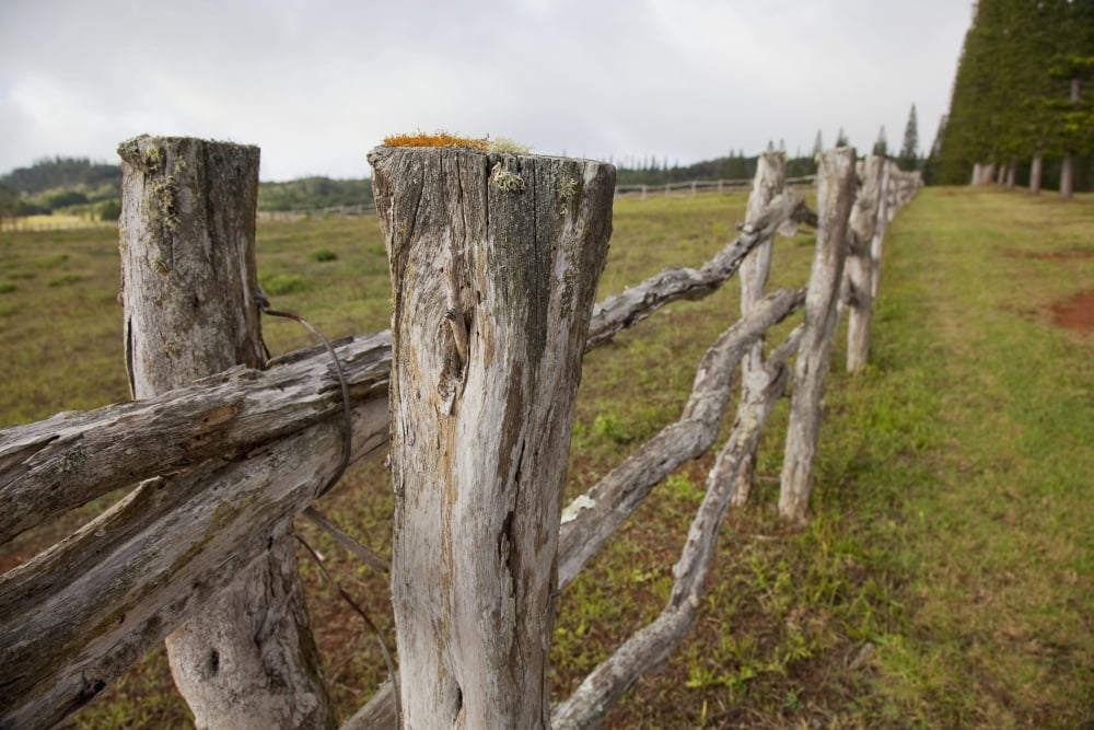 Hawaii Lanai A wooden fence on a green pasture Canvas Art - Jenna Szerlag  Design Pics (19 x 12)