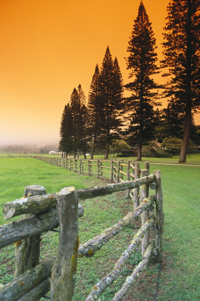 Hawaii Lanai City View From Across Street Next To Wooden Fence Pine Trees Orange Sky Canvas Art - Ron Dahlquist Design Pics (24 x 38)
