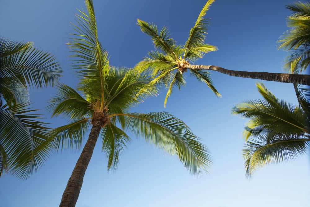 Hawaii Lanai Hulope Beach Plam trees from below Canvas Art - Jenna Szerlag Design Pics (38 x 24)