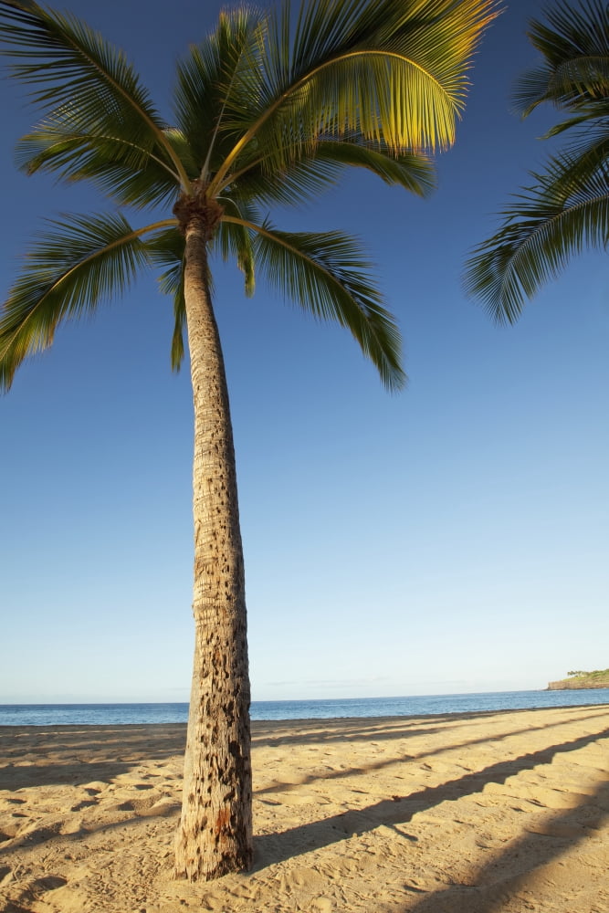Hawaii Lanai Hulope Beach Tall palm trees on a beautiful beach Canvas Art - Jenna Szerlag Design Pics (26 x 38)