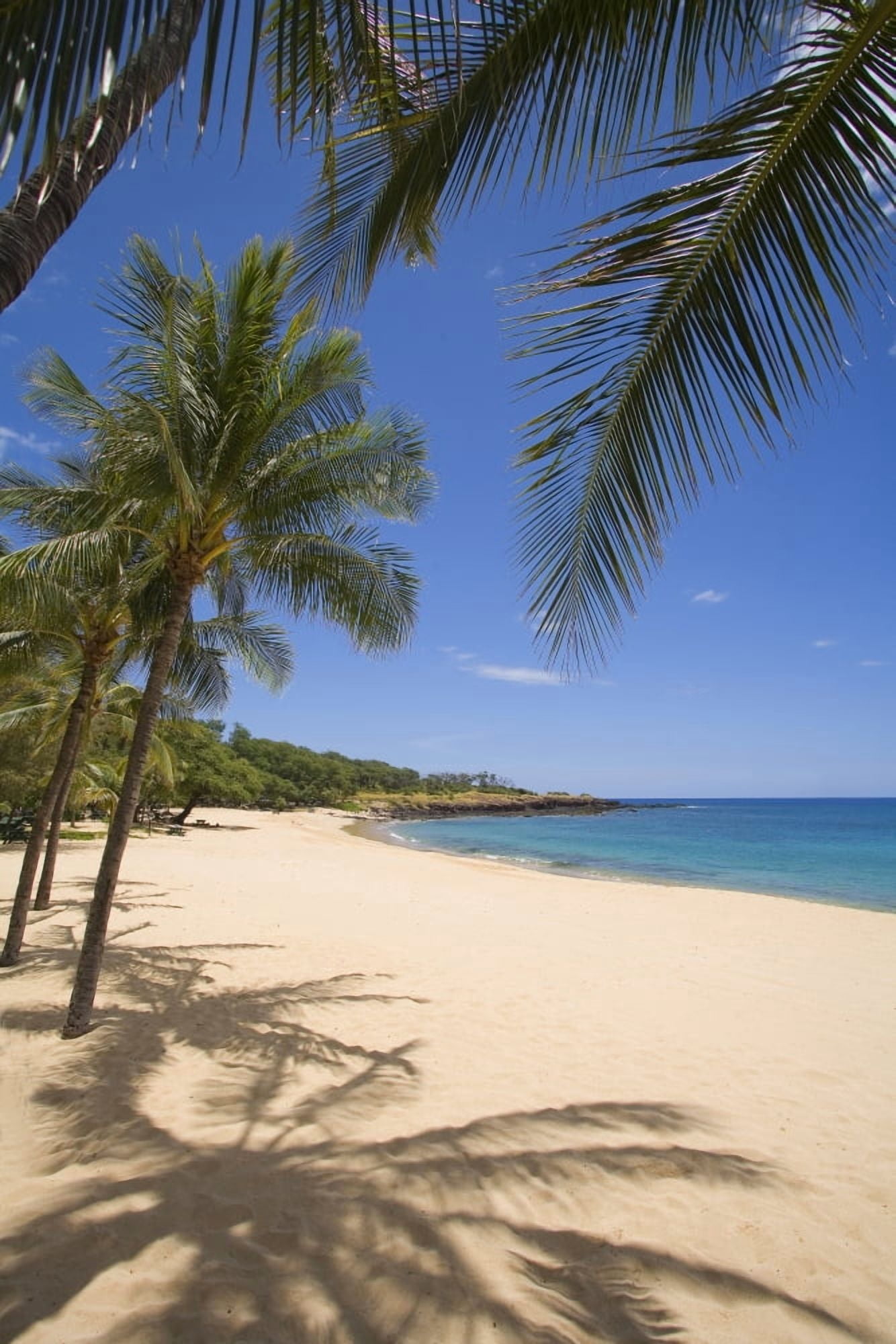 Hawaii Lanai Hulopoe Beach Palm Trees And Shadows Along Sandy Beach And Turquoise Ocean Canvas Art - Ron Dahlquist Design Pics (22 x 34)