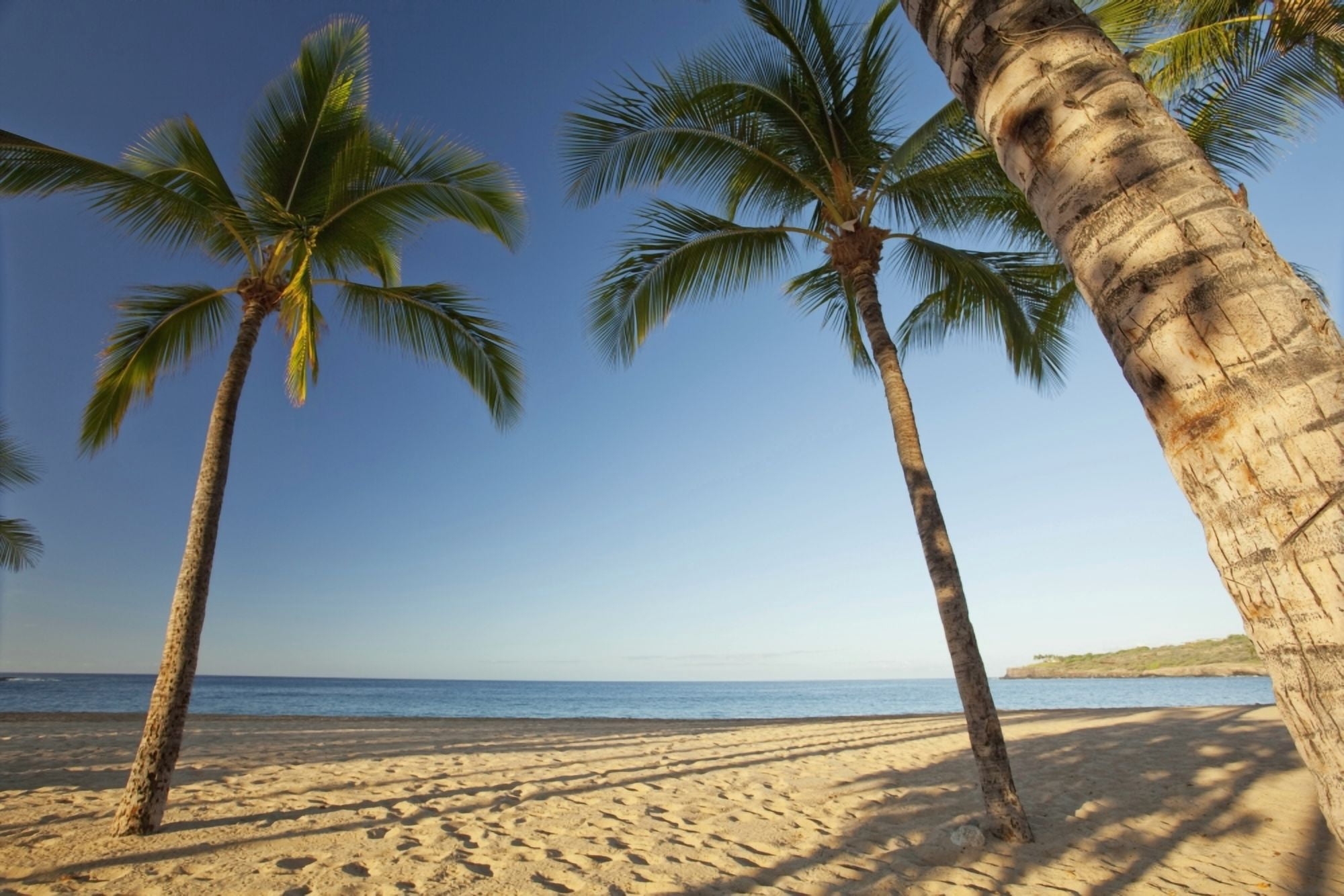 Hawaii Lanai Hulopoe Beach Tall palm trees on a beautiful beach Canvas Art - Jenna Szerlag Design Pics (19 x 12)